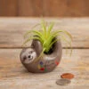 Natural Life Faux Succulent In Sloth Planter, 2" 5 Natural Life Faux Succulent In Sloth Planter, 2" -Hallmark Shop Tiny Sloth Ceramic Planter With Faux Succulent PLNT065 01